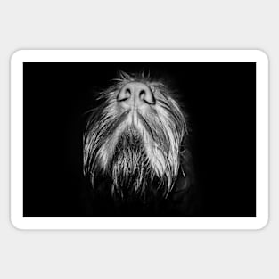 Italian Spinone Nose Sticker